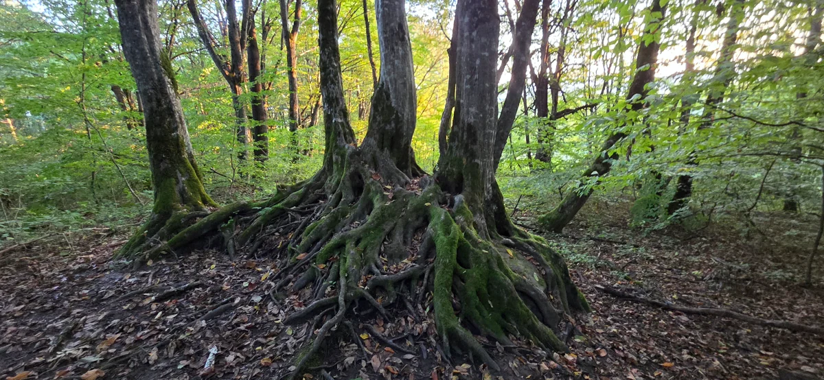 Корни деревьев на лесной тропе